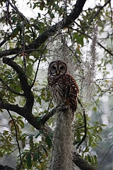 Barred owl-02-091811